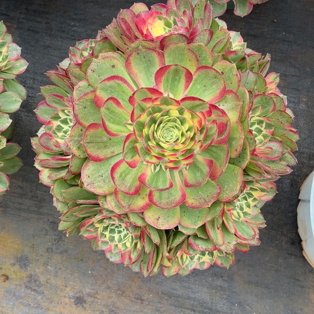 云南多肉植物海鲜