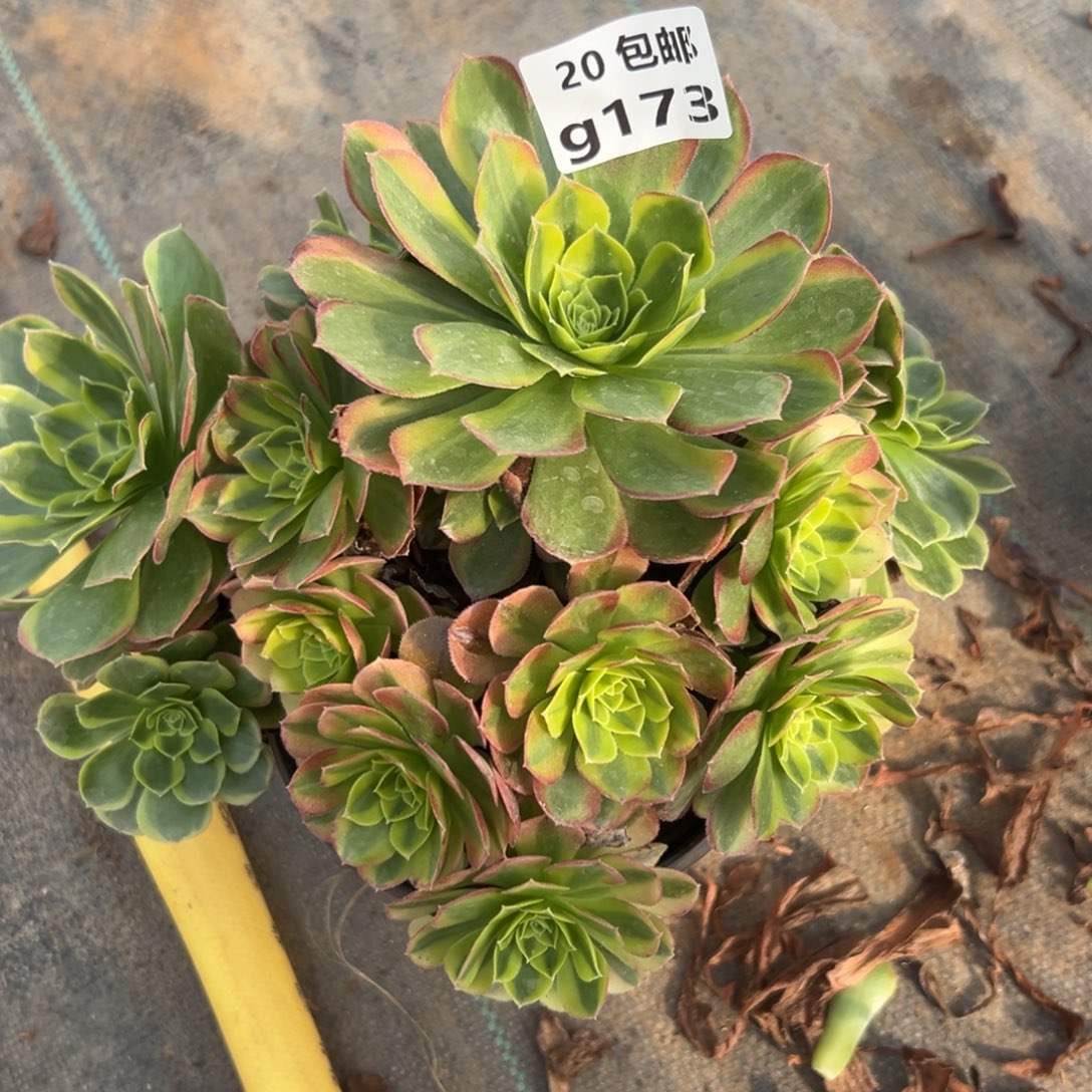 173奶白，满20包邮嘟叮熊