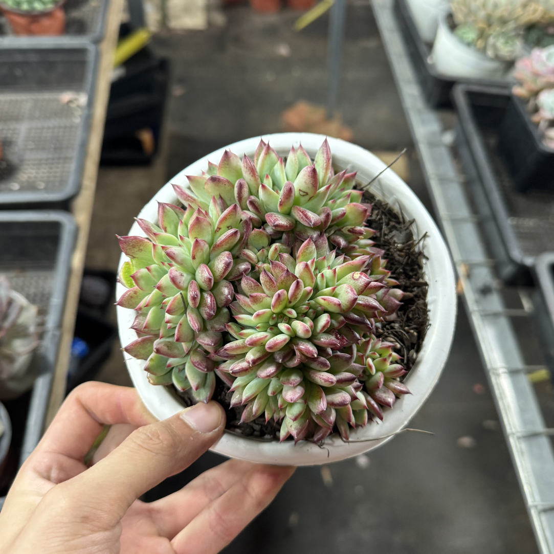 【任意两单包邮】白拉糖缀阳台办公室庭院老桩盆栽多肉植物