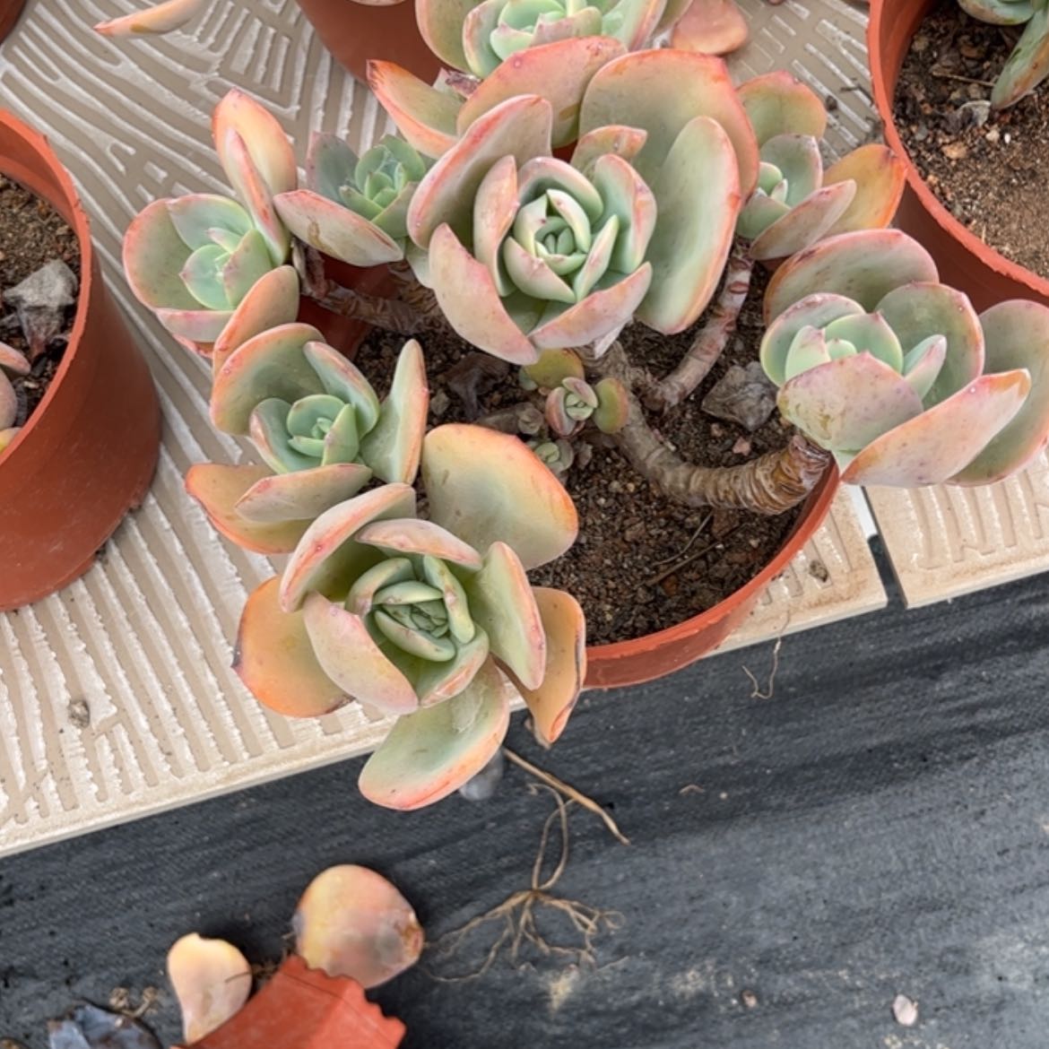 【闪购商品】无花朵财*