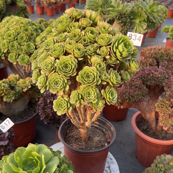 丹***丹多肉植物绿朵朵834