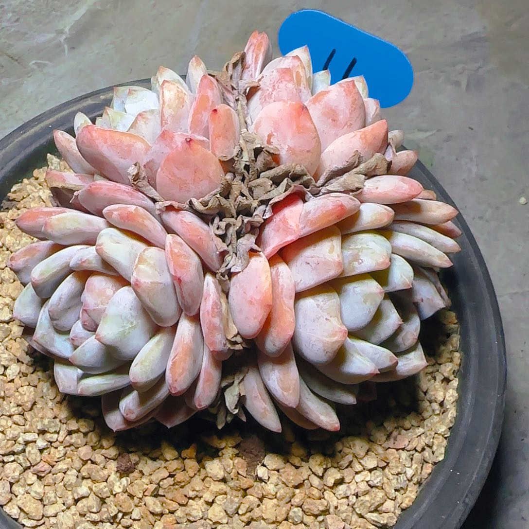 用****5橙梦露四头11号一物一拍