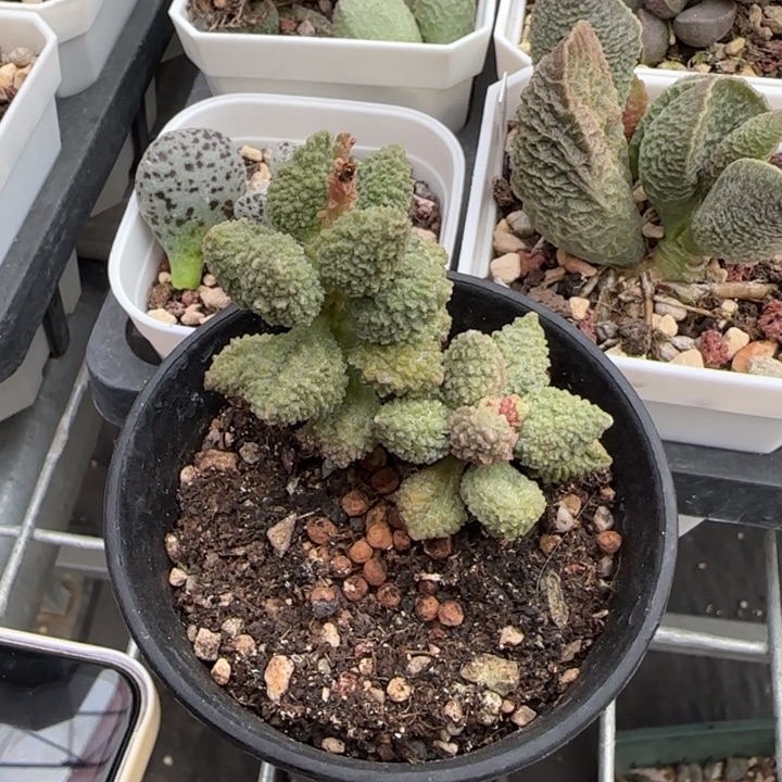 丸翠水泡多肉植物水泡