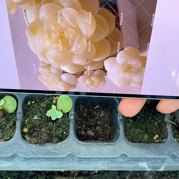 穴盘奶油财富c33芽苗一个多肉