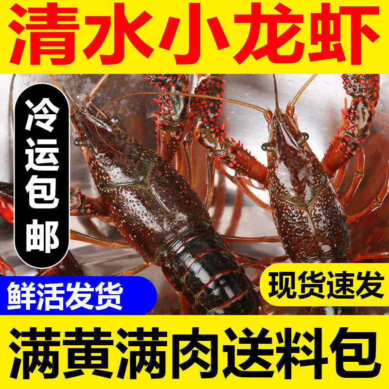 【大虾】鲜活小龙虾大虾3斤装肉质鲜嫩带龙虾炒料保鲜配送