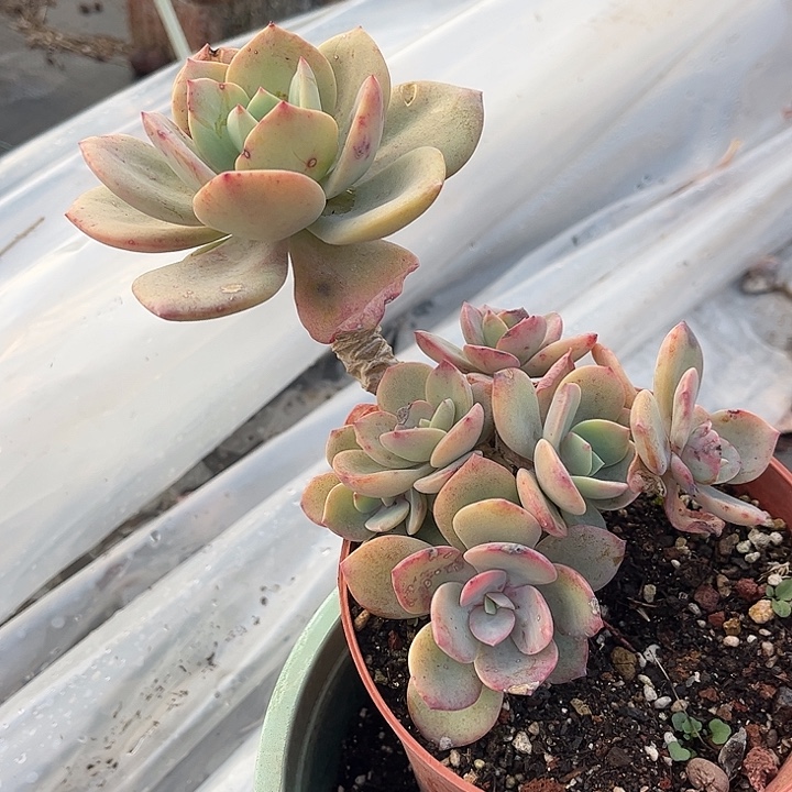 C***y344白凤脱土发货不退不换