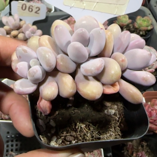 74桃蛋。一物一拍多肉