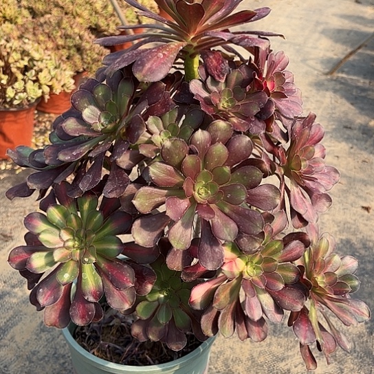 多肉植物中斑锦35