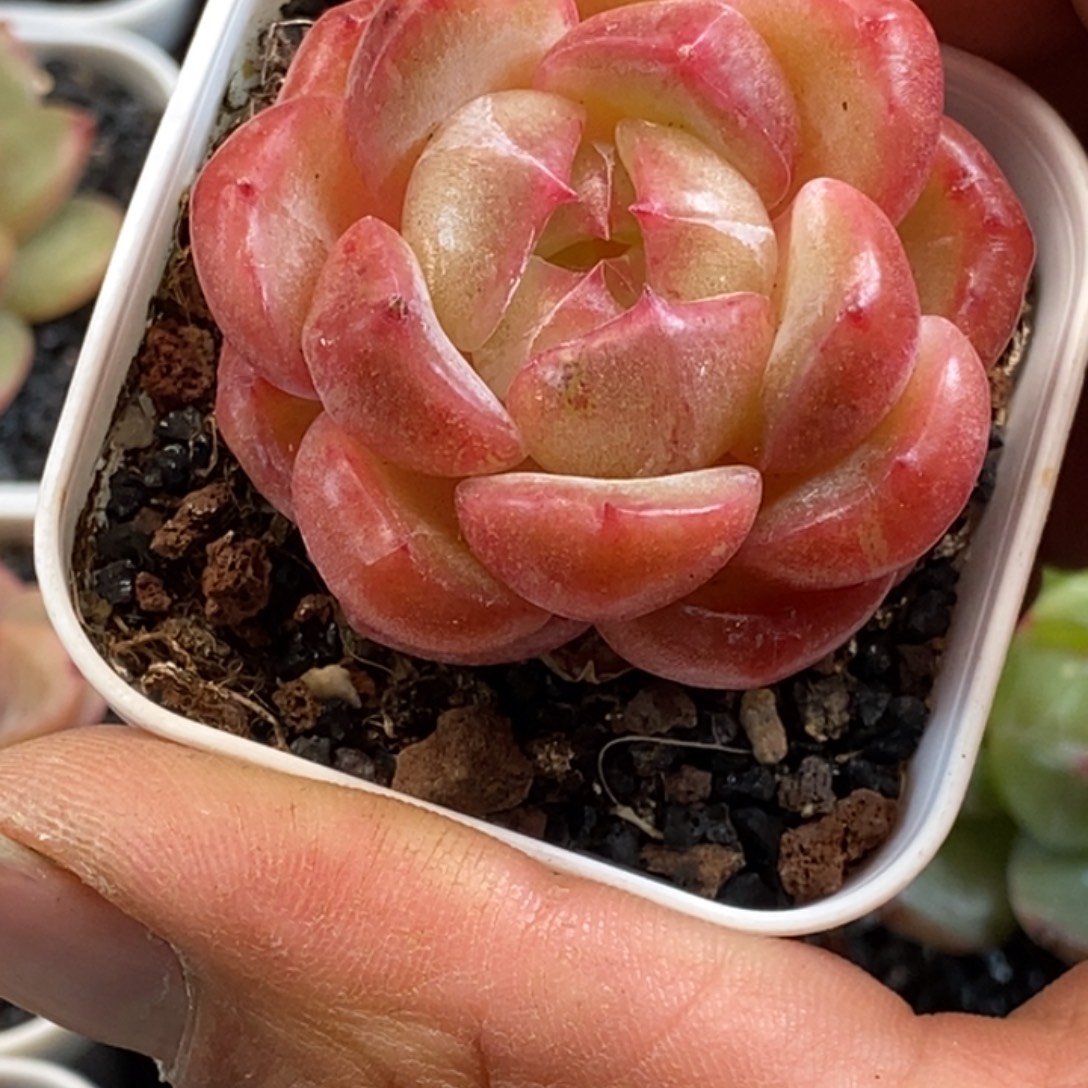 天官赐福百无禁忌