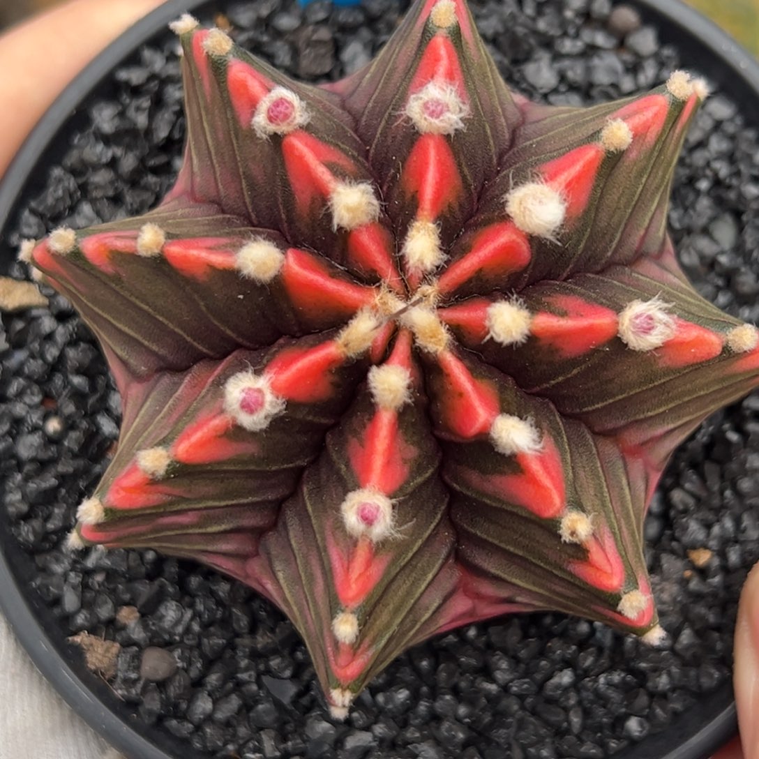 泰系实生枫叶肋骨锦209