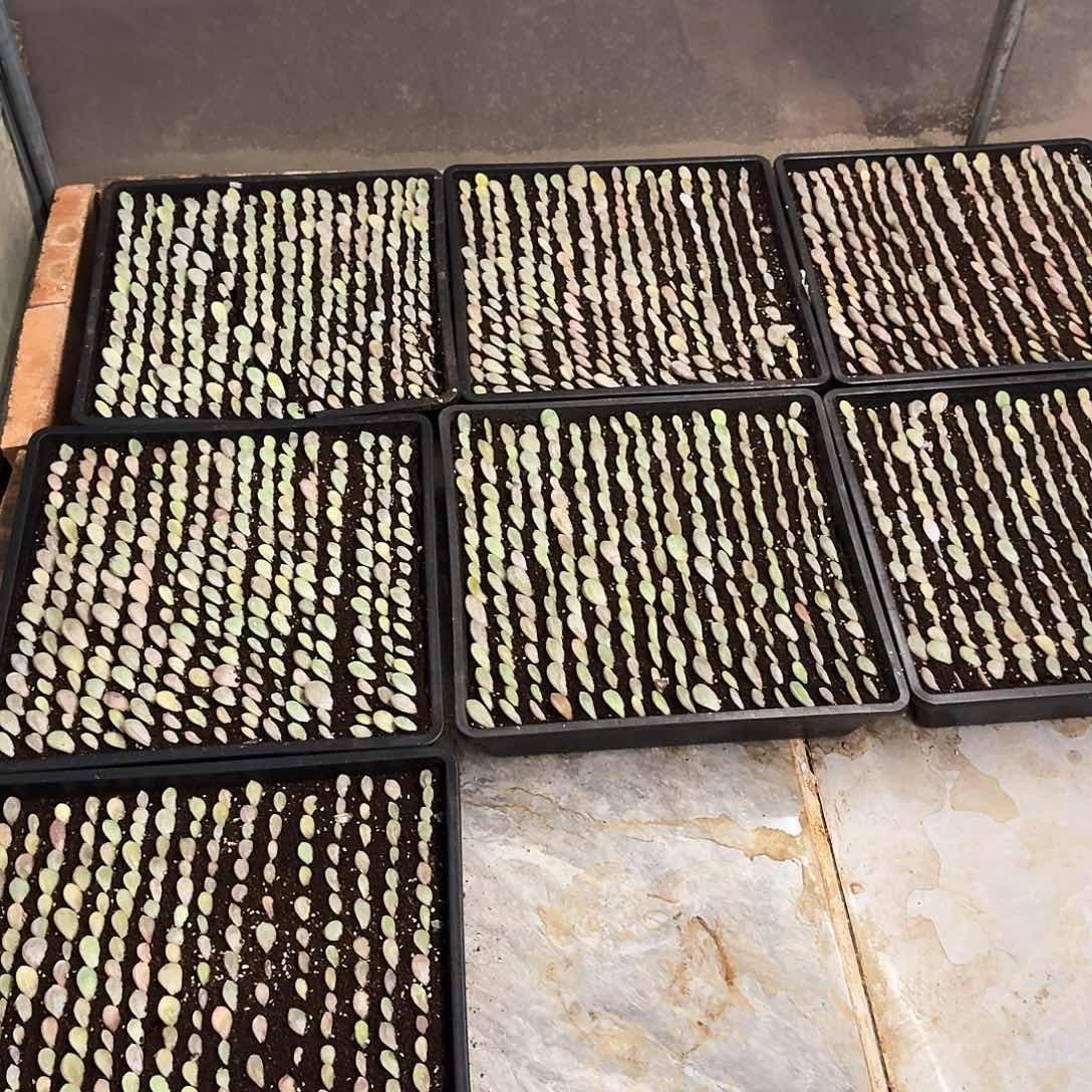 多肉植物奶茶叶片9盘