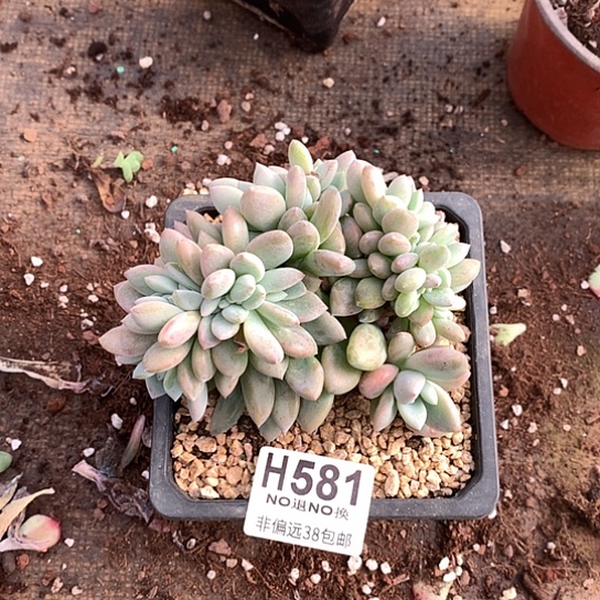 奥普琳娜缀化581 亏本处理退款拉黑7-8天发货