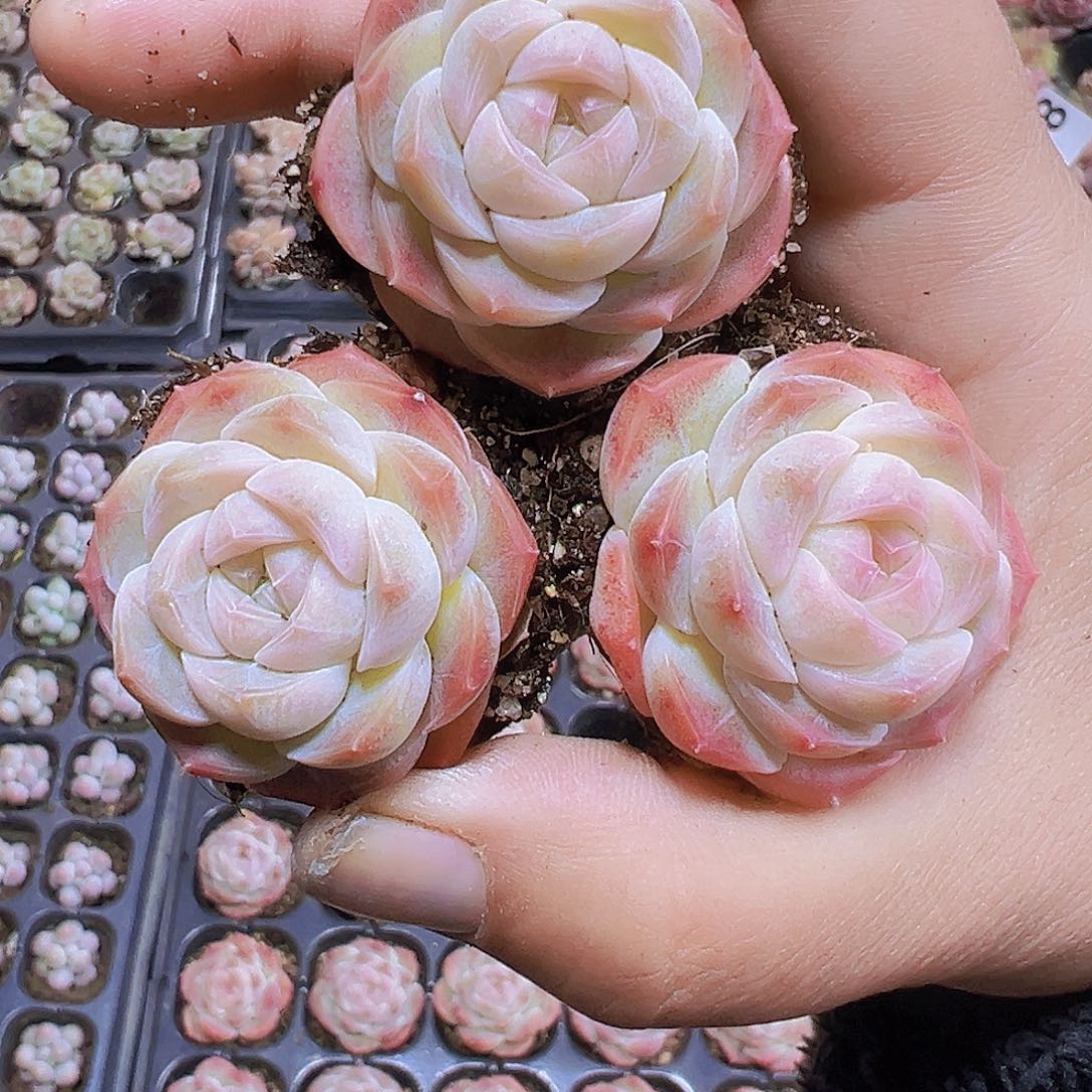 萌宝珍妮3个19包邮