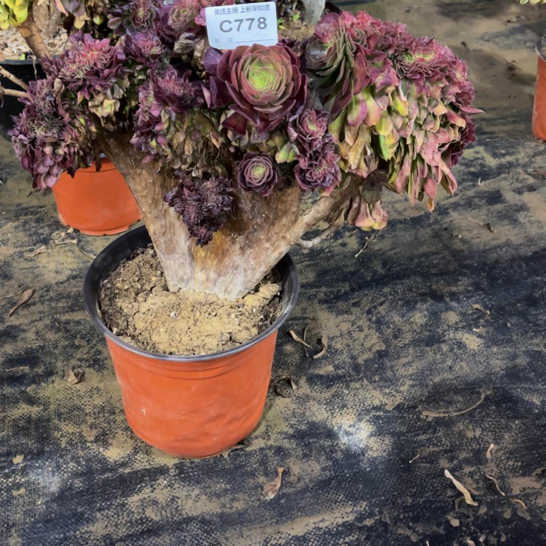 半**过多肉778万圣节缀化寄养