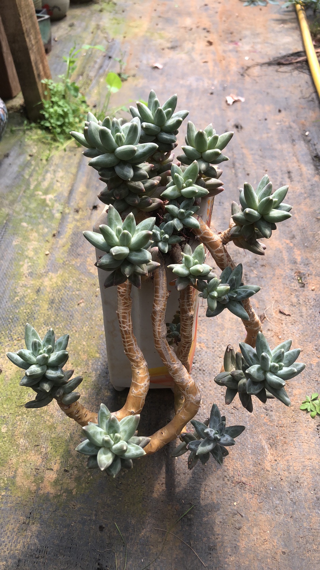 多肉植物乌拉克拉悬崖老桩精控 孤品