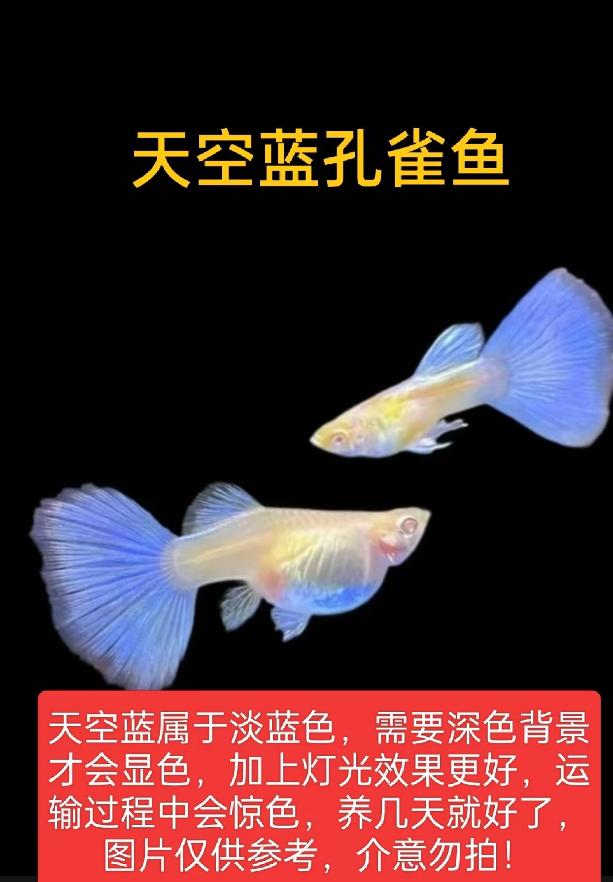 【天空蓝亚成鱼】（录开箱视频，超备损找客服，入缸不报损）