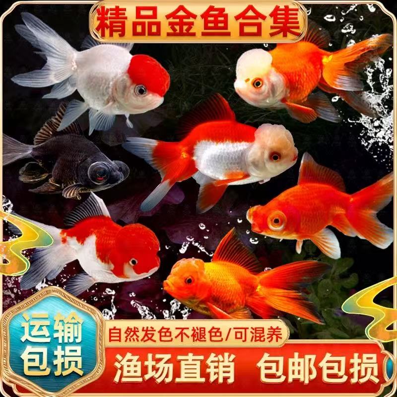 【小鱼福利】小尺寸国粹金鱼好养耐活淡水冷水观赏鱼7条4-6厘米包邮