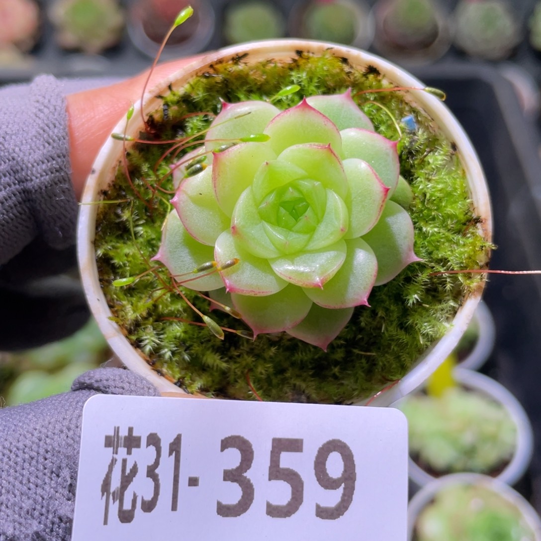 花利美31-359珍妮