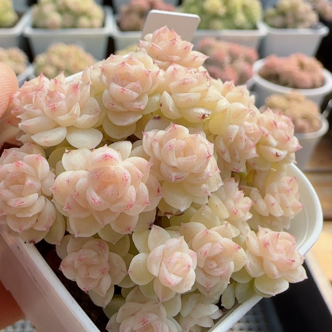 【闪购商品】0226-49（ht-16）