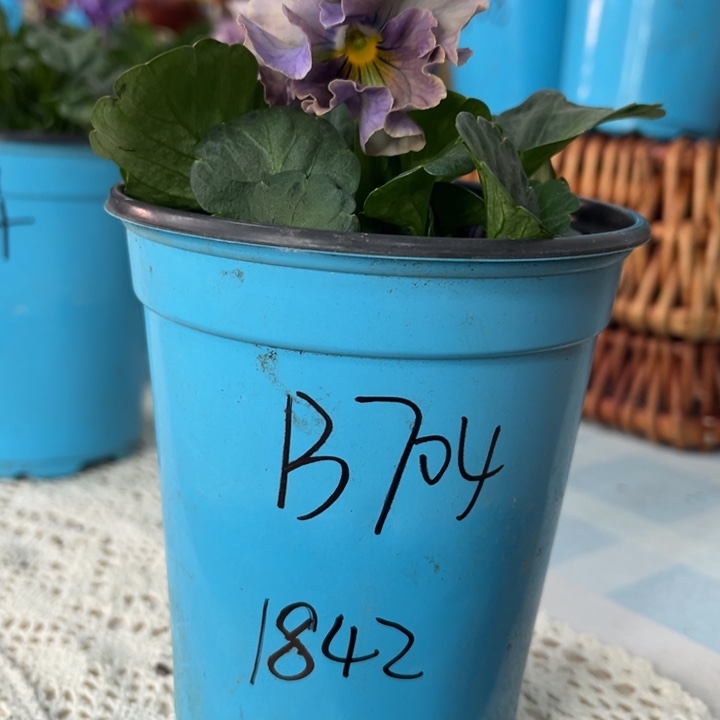 大部分花苞少量开放1842