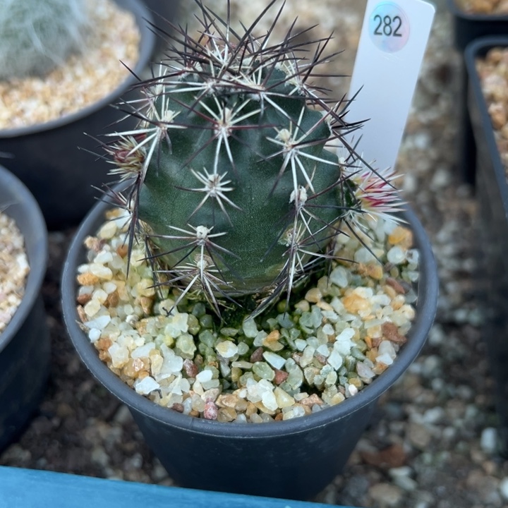 ゞ***儿282号达氏青花虾实生带盆