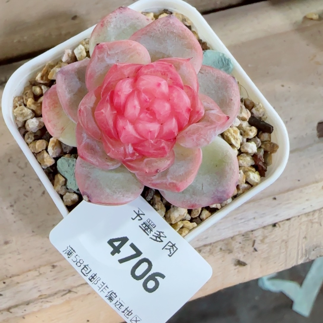 孤品珍妮，4706多肉