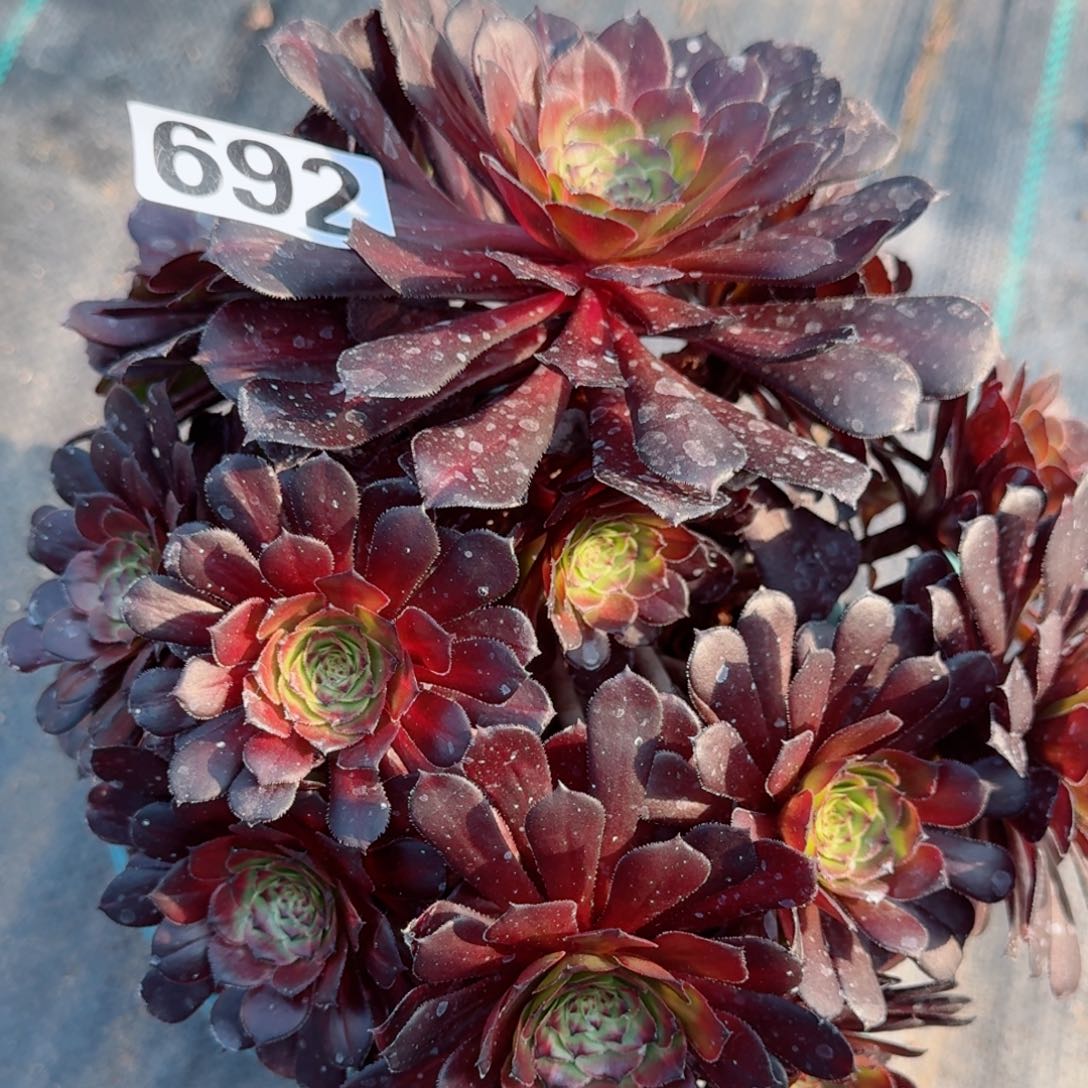 692铜鼓中班多肉植物