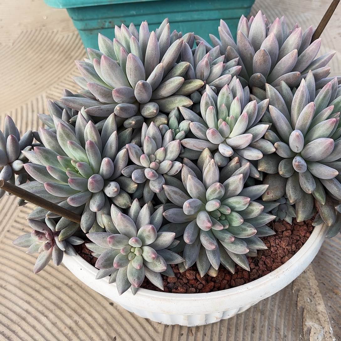 停****7红蜻蜓多肉寄养