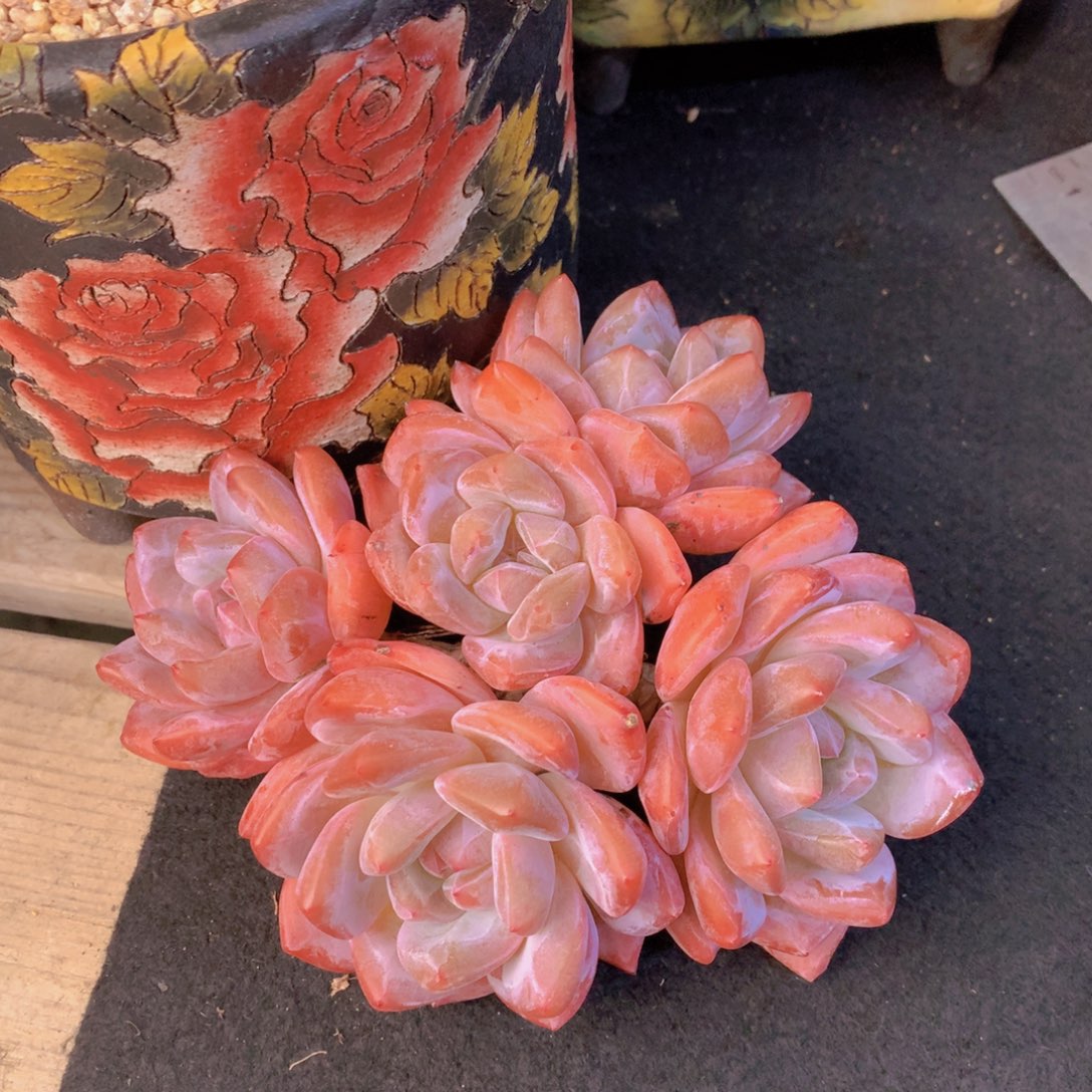 精品多肉植物花卉盆栽