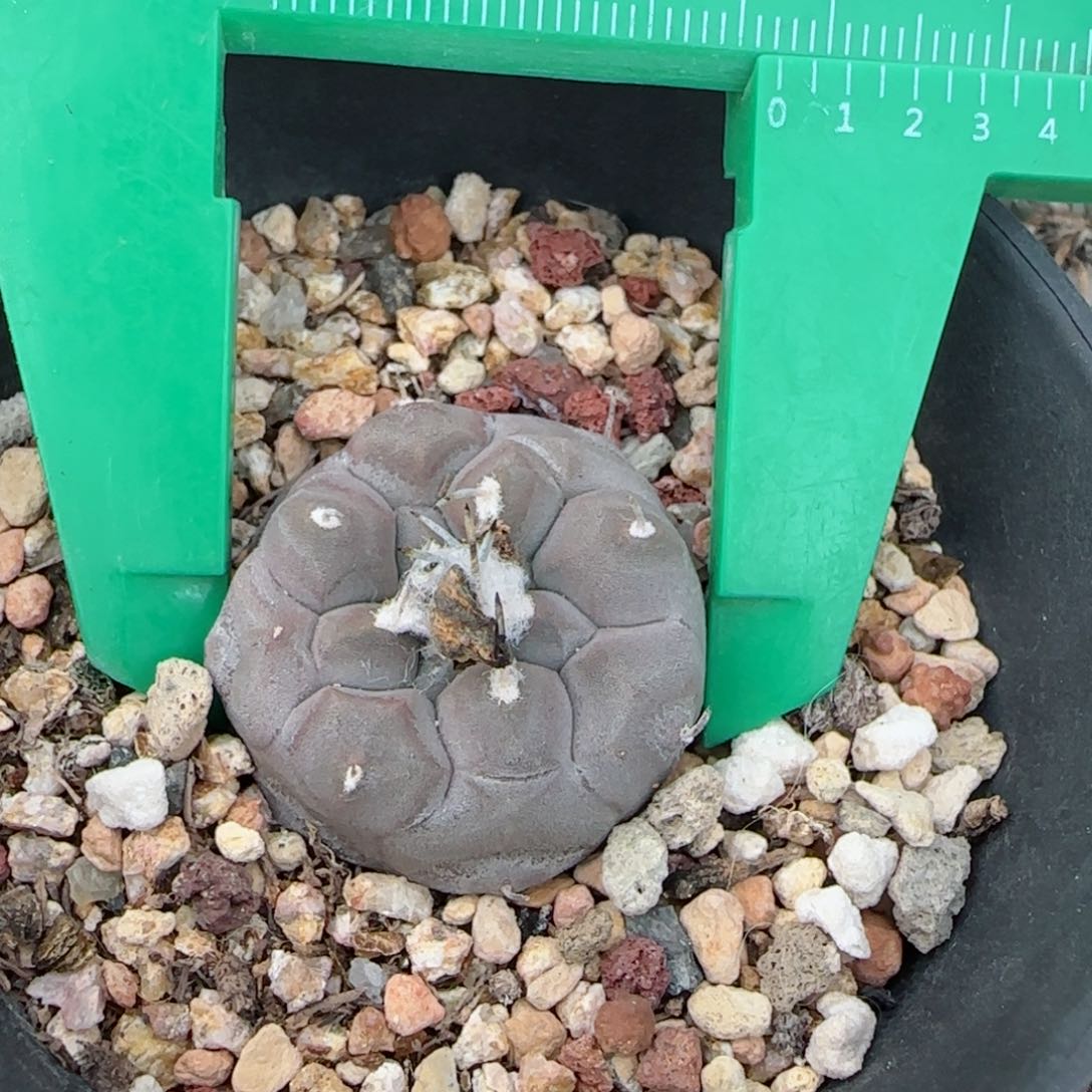 实生佛头冬云多肉2.7厘米