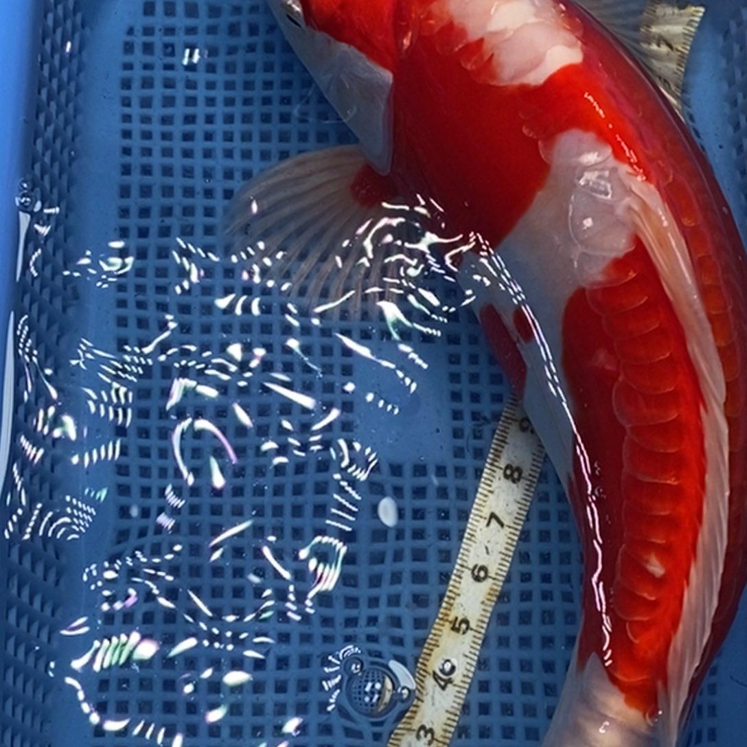 锦鲤冷水锦鲤包邮