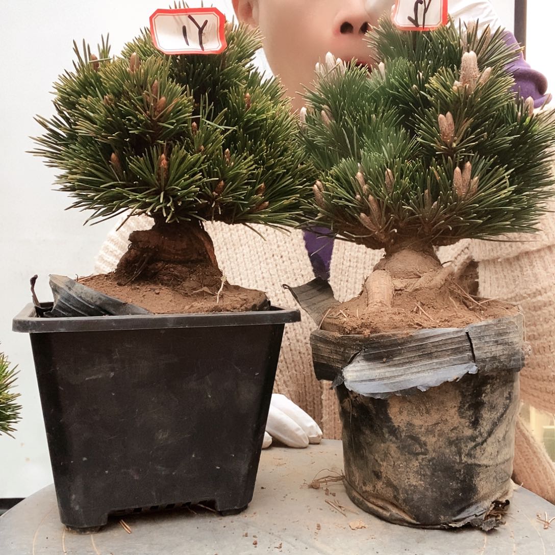 无花朵植物形态多年生草本