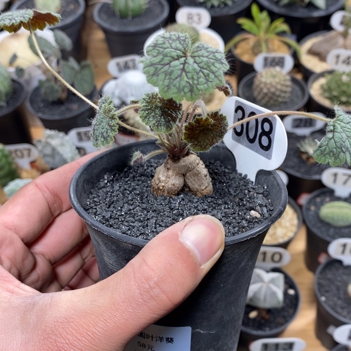 火*人专拍308号圆叶洋葵