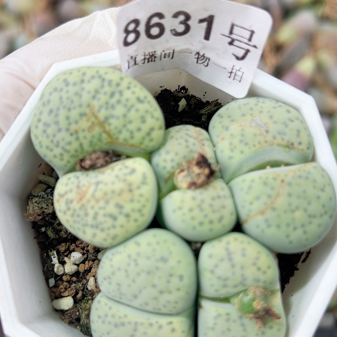 8631 好养易活生石花大母本