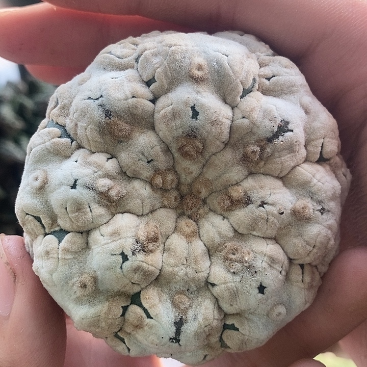 苗落自根浓白全覆盖