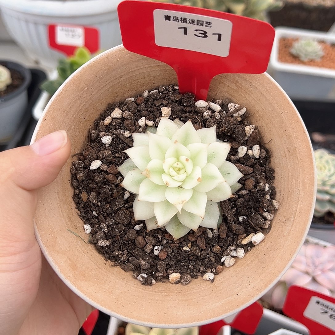 131号黑水晶宽锦多肉植物