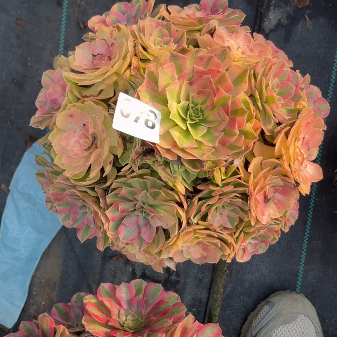 078雨河多肉植物福利