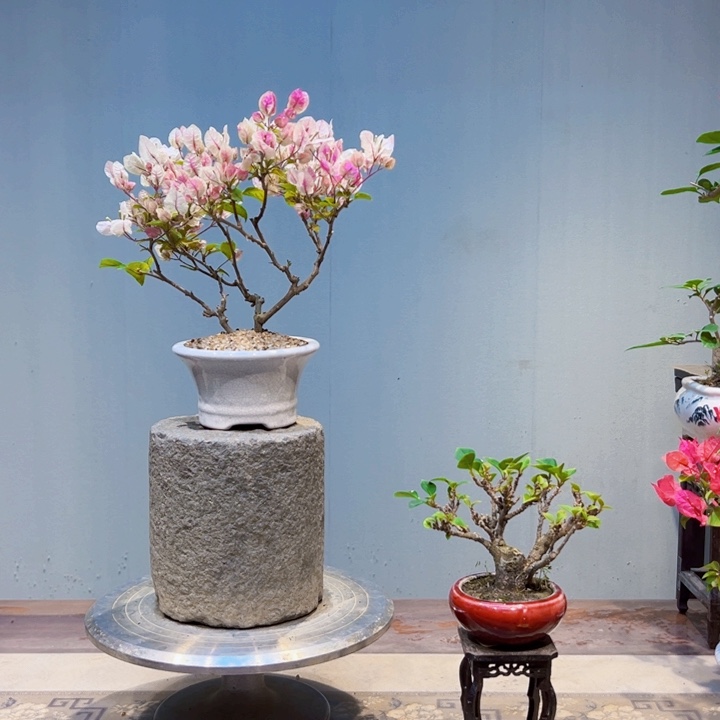 敏***华完全开放红樱三角梅