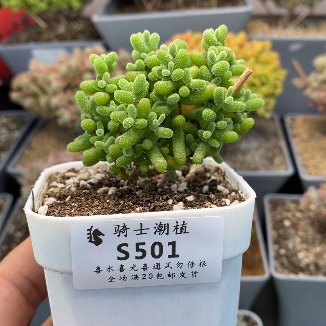 501金桔糖球枝干造型桩