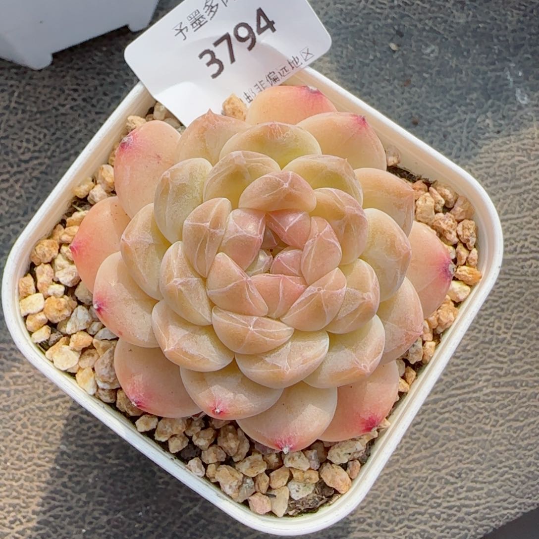 白巧冰魄，3794多肉