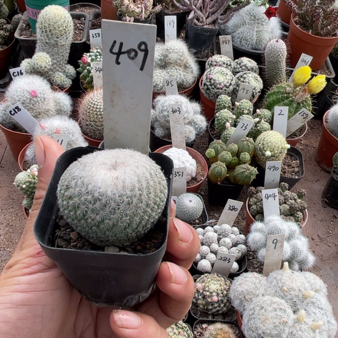 清***璃多肉植物仙人球系列