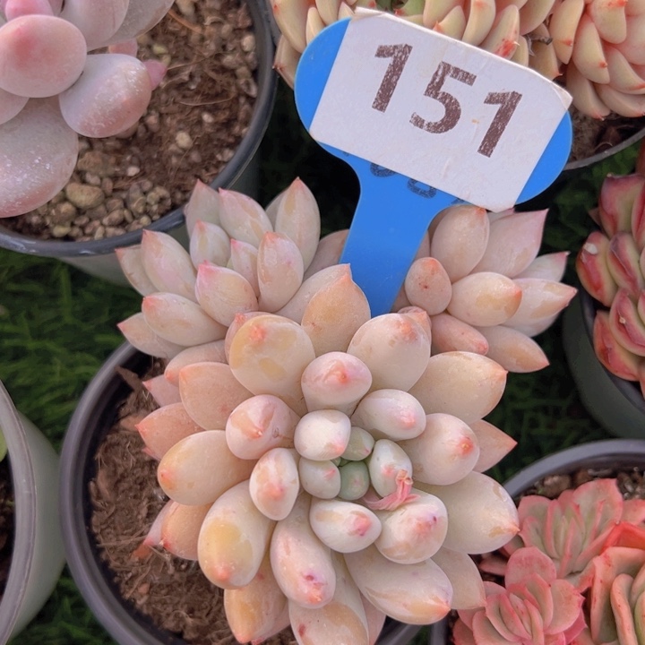 健健康康平平安安