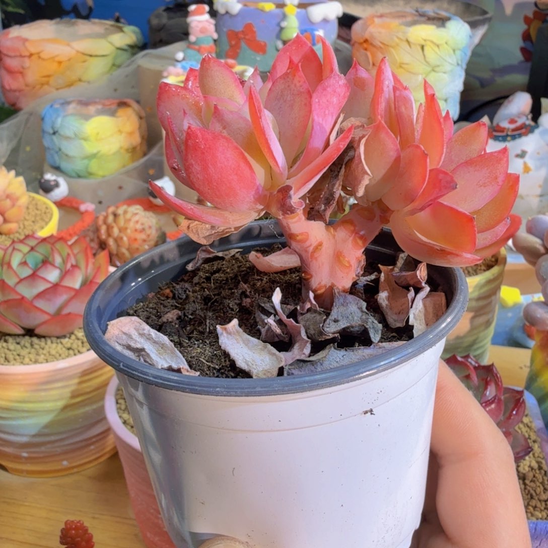 梦****好的姑姑洋洋姑姑姑姑人