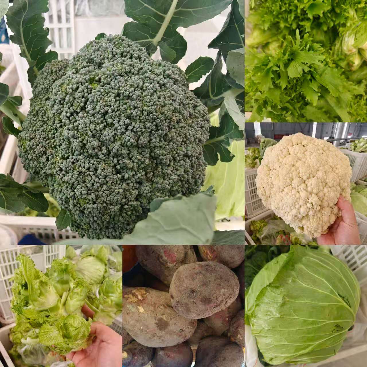 【一哥福利品】新鲜码头蔬菜露天种植清甜可口时令蔬菜随机发