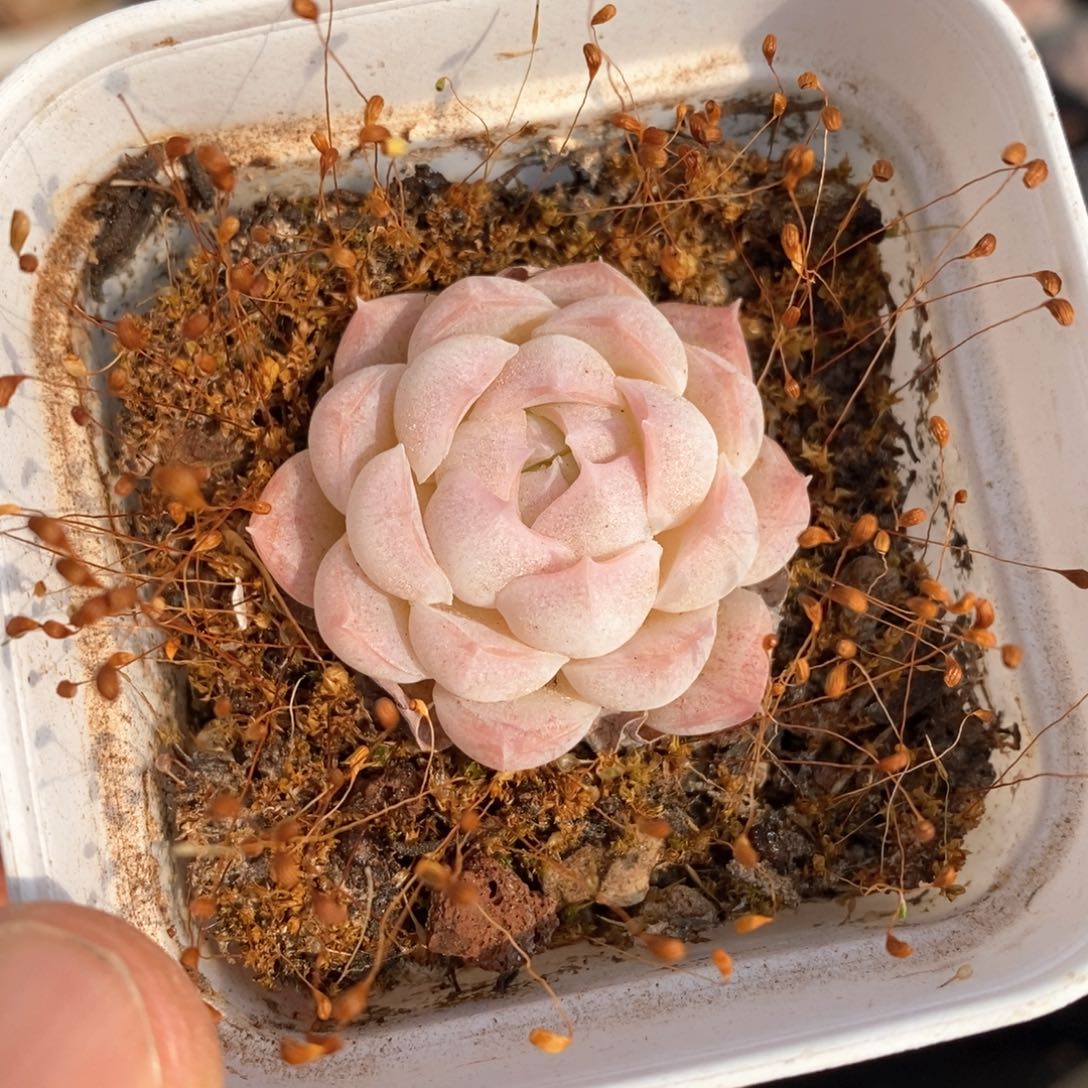 精品多肉一物一拍不包整5