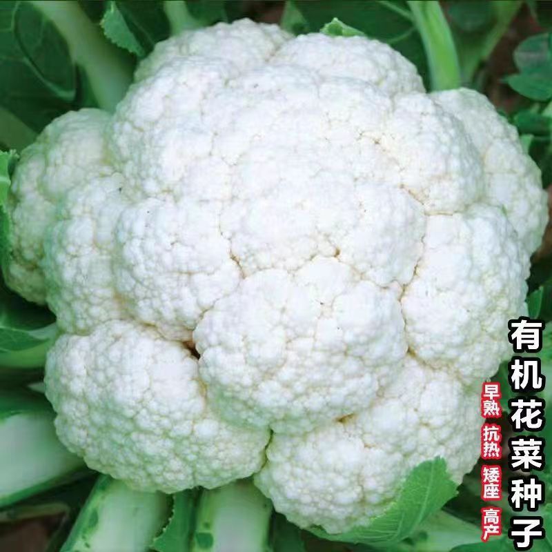 雪妃80花菜种子青梗花椰菜南北方花菜种籽盆栽春秋四季蔬菜种子