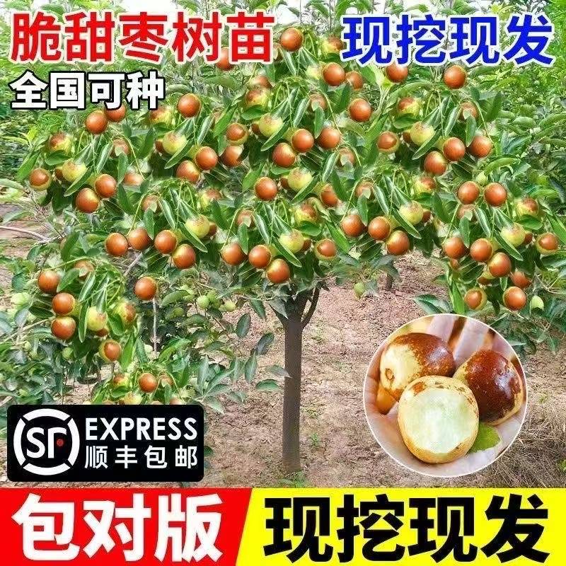 一物一拍 各种果树苗 葫芦枣树 无花果树 车厘子树 柿子树 葡萄树
