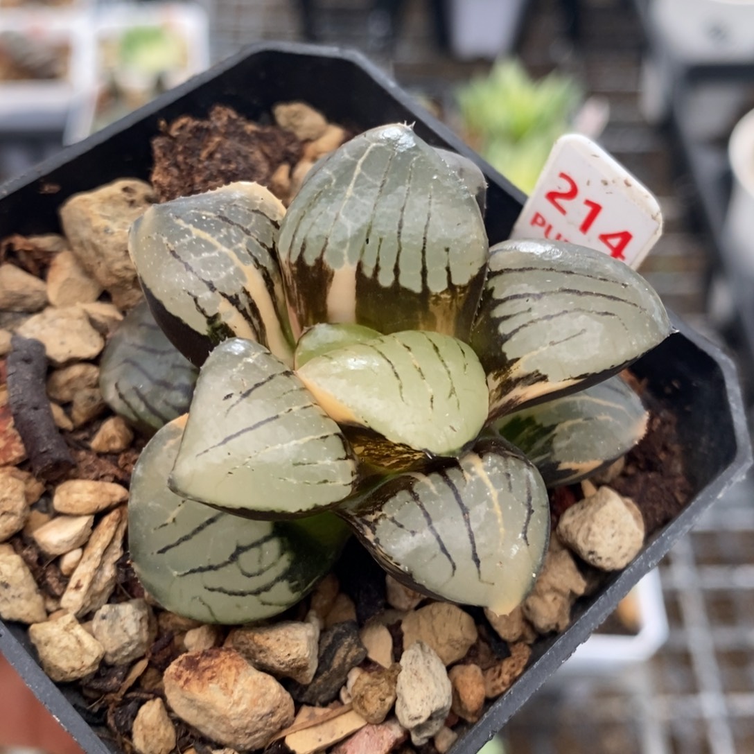 214号日月潭锦多肉植物