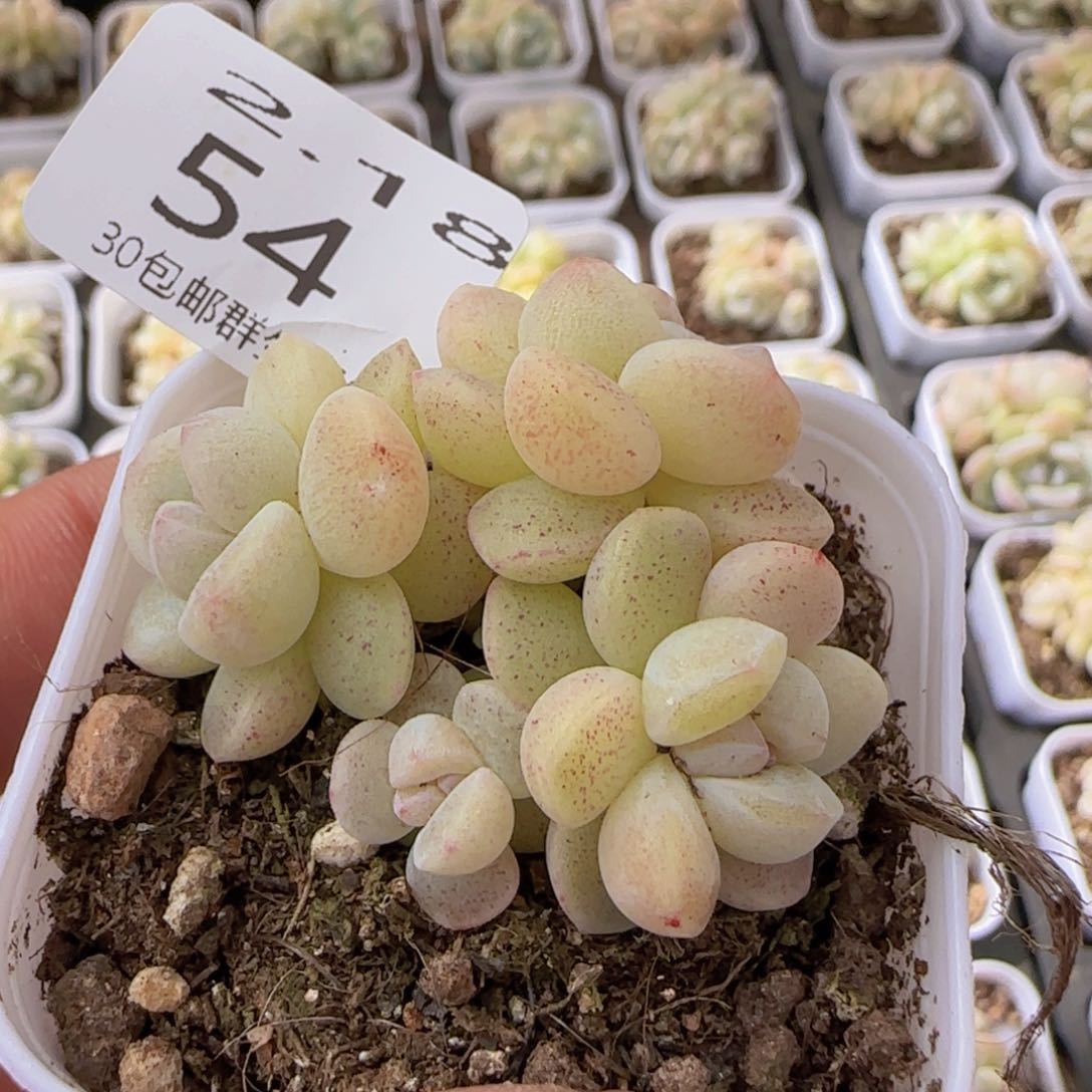 四头白体冰玉一颗脱土