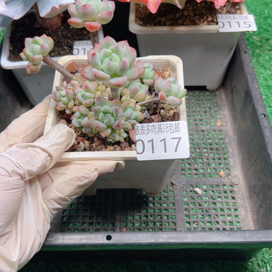 多肉一物一拍植物0117